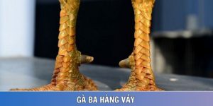 Gà ba hàng vảy