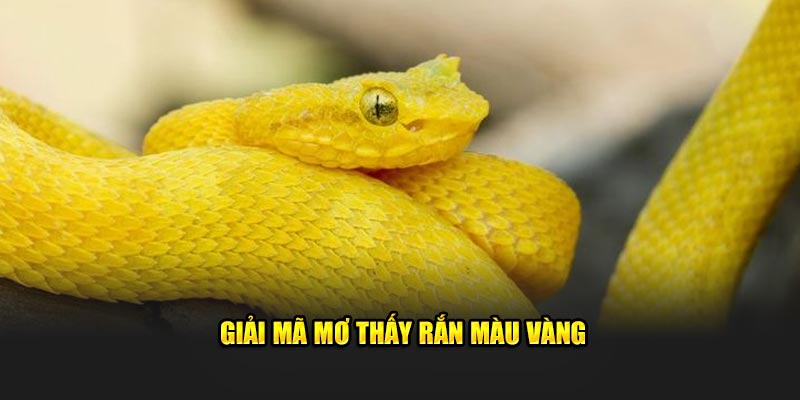 Giải mã mơ thấy rắn màu vàng